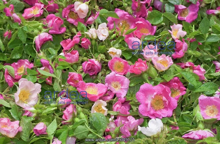 : Rose, Rosa centifolia : Rose, Rosa centifolia