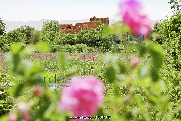 : Rose, Rosa centifolia : Rose, Rosa centifolia