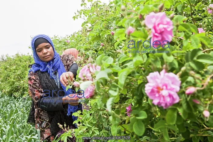  : Rose, Rosa centifolia