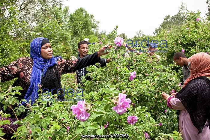: Rose, Rosa centifolia : Rose, Rosa centifolia