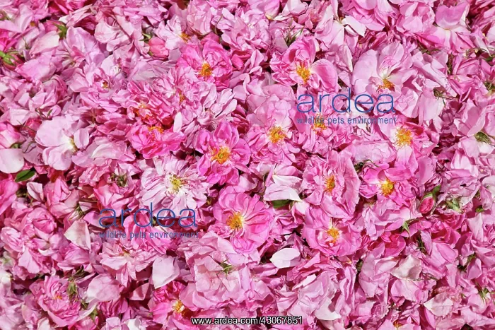 : Rose, Rosa centifolia : Rose, Rosa centifolia