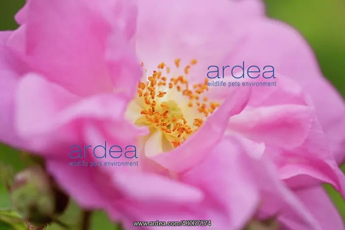 : Rose, Rosa centifolia : Rose, Rosa centifolia