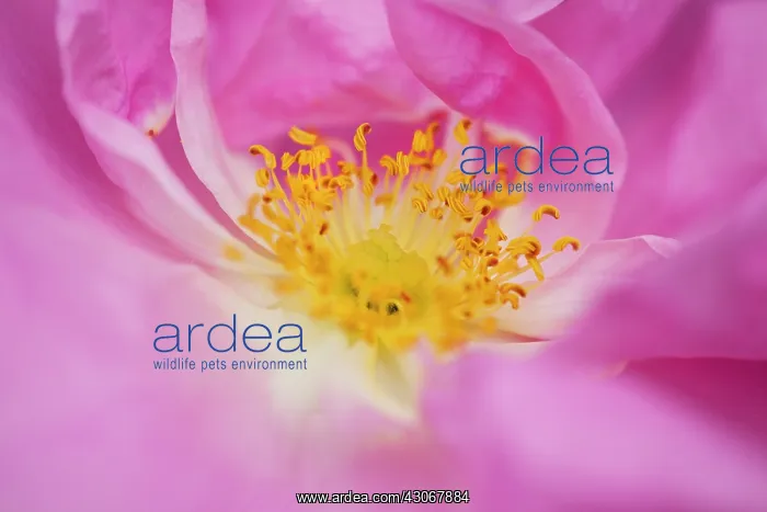 : Rose, Rosa centifolia : Rose, Rosa centifolia