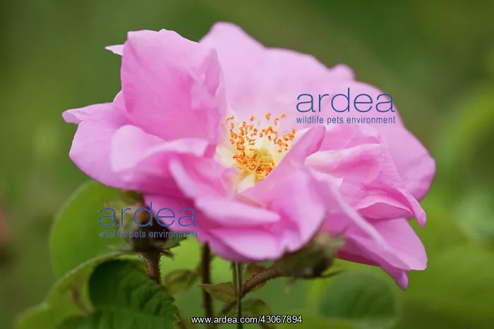  : Rose, Rosa centifolia