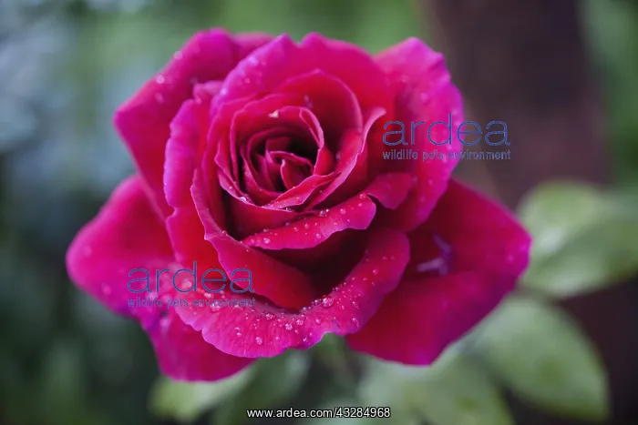 : Rose, Rosa, Close up of red coloured flower growing : Rose, Rosa, Close up of red coloured flower growing