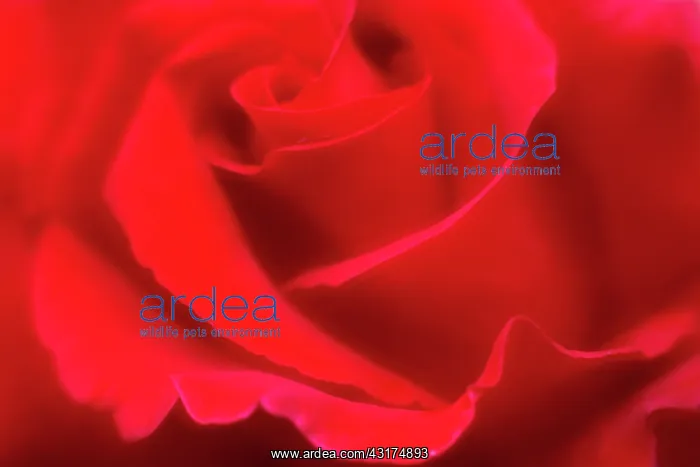 : Rose, Rosa, close up detail of red flower showing petal patt : Rose, Rosa, close up detail of red flower showing petal patt
