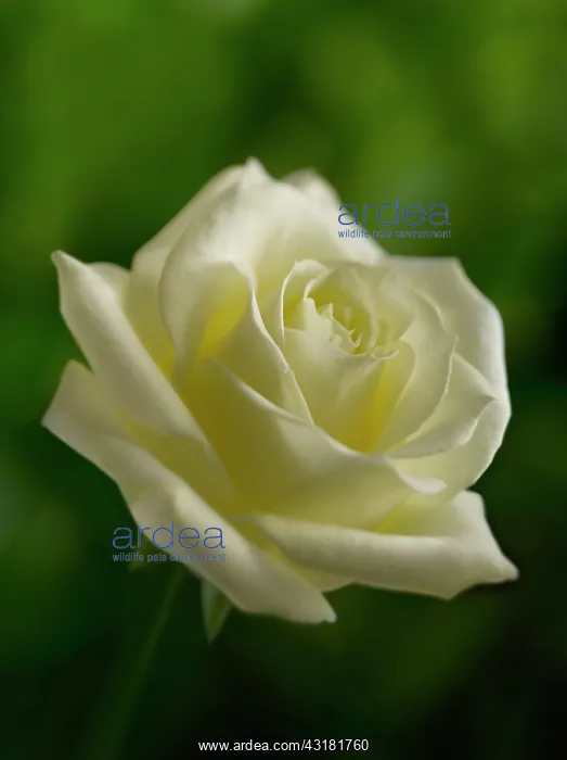 : Rose, Rosa, Close side view of cream coloured flower : Rose, Rosa, Close side view of cream coloured flower
