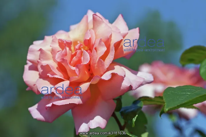 : Rose, Rosa, Close view of a double petalled garden : Rose, Rosa, Close view of a double petalled garden