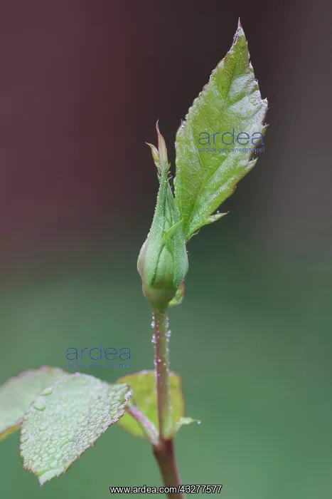 : Rose, Rosa cultivar, Green subject : Rose, Rosa cultivar, Green subject