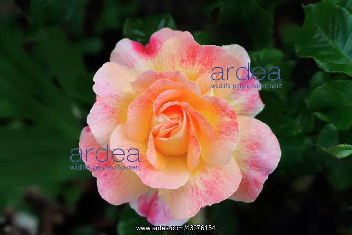 : Rose, Rosa cultivar, Peach subject : Rose, Rosa cultivar, Peach subject