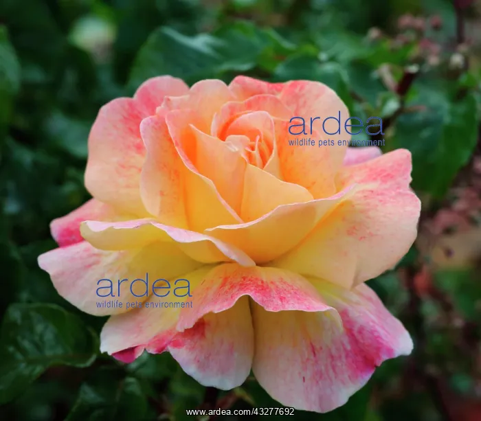 : Rose, Rosa cultivar, Peach subject : Rose, Rosa cultivar, Peach subject