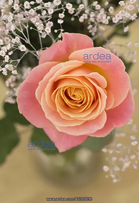 : Rose, Rosa cultivar, Peach subject : Rose, Rosa cultivar, Peach subject