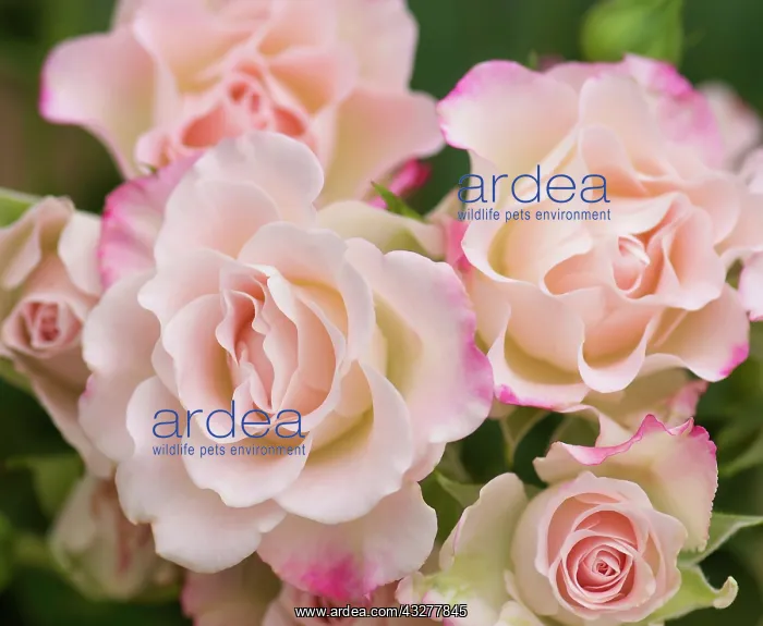 : Rose, Rosa cultivar, Pink subject : Rose, Rosa cultivar, Pink subject