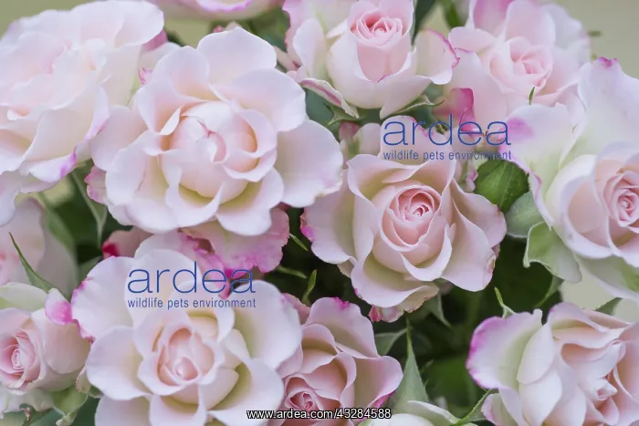 : Rose, Rosa cultivar, Pink subject : Rose, Rosa cultivar, Pink subject