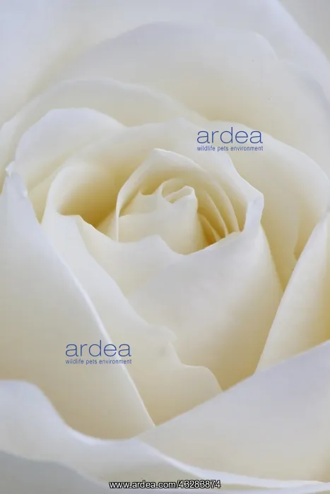 : Rose, Rosa cultivar, White subject : Rose, Rosa cultivar, White subject