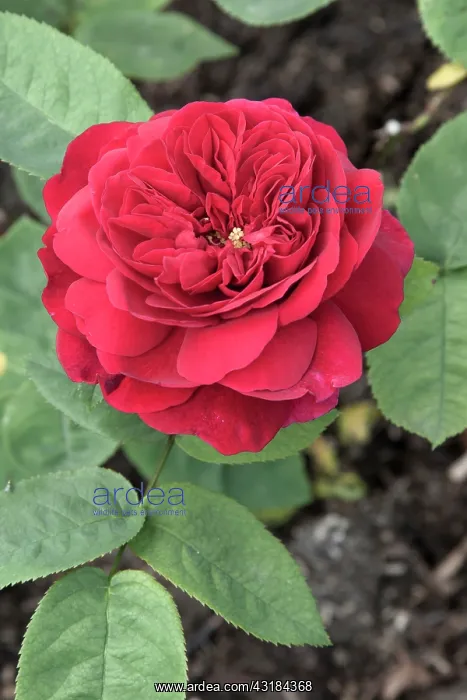 : Rose, Rosa Darcey Bussell, Top view of one crimson : Rose, Rosa Darcey Bussell, Top view of one crimson