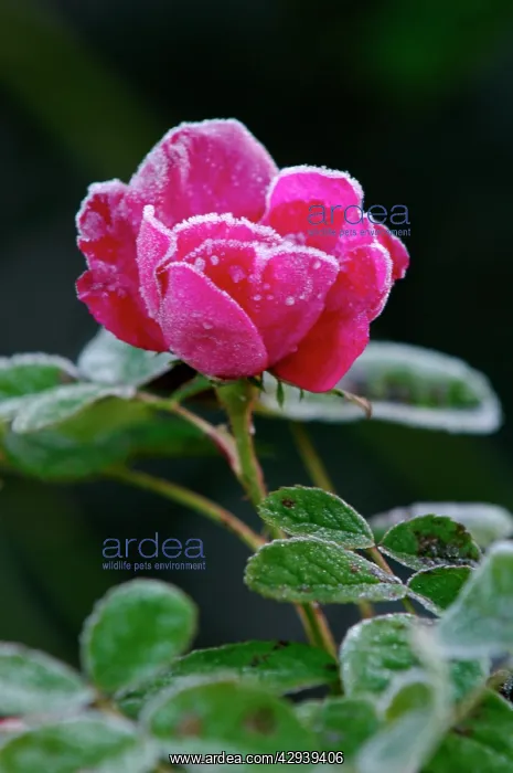 : Rose - Rosa Duchess of Portland - Frost accentuating : Rose - Rosa Duchess of Portland - Frost accentuating