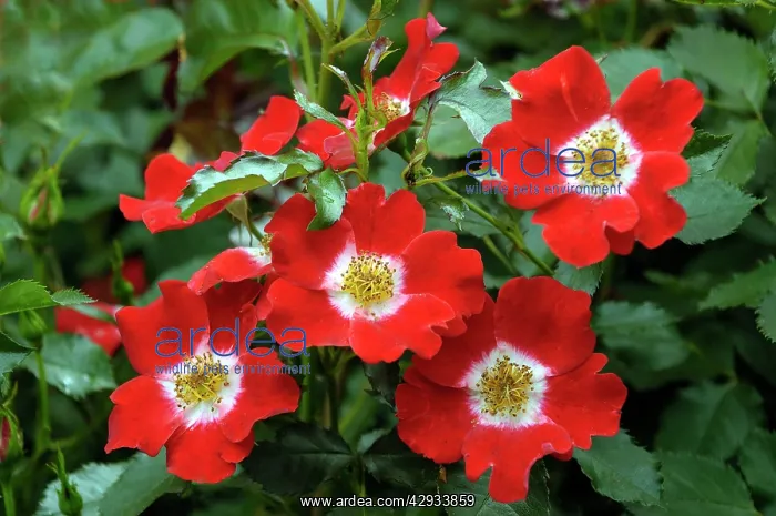  : ROSE - Rosa Eyepaint