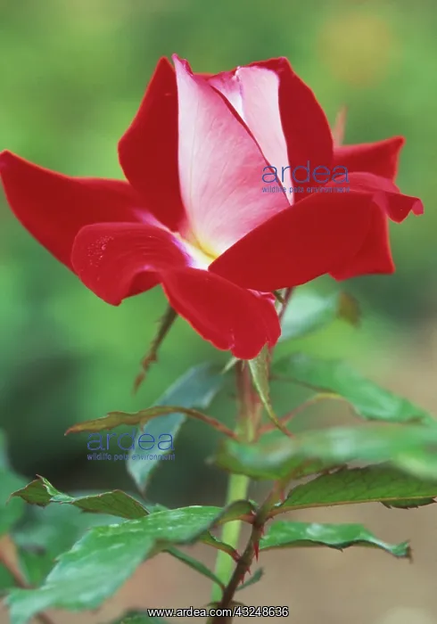 : Rose, Rosa Fire and Ice : Rose, Rosa Fire and Ice