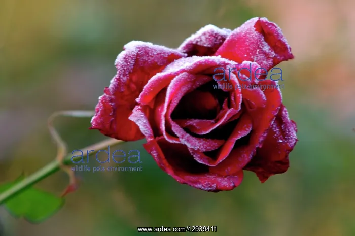: Rose - Rosa Frensham - A summer rose caught by : Rose - Rosa Frensham - A summer rose caught by