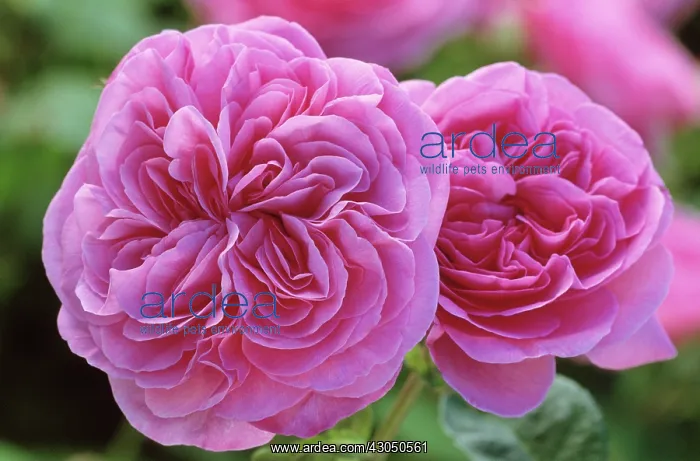 : Rose, Rosa Gertrude Jekyll syn R Ausbord : Rose, Rosa Gertrude Jekyll syn R Ausbord