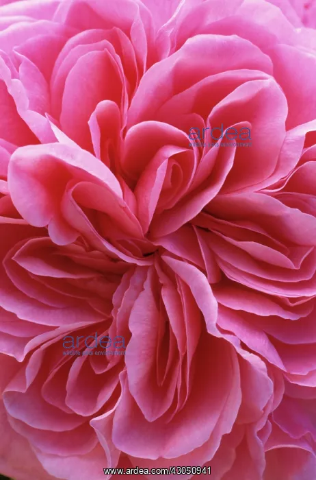 : Rose, Rosa Gertrude Jekyll syn R Ausbord : Rose, Rosa Gertrude Jekyll syn R Ausbord