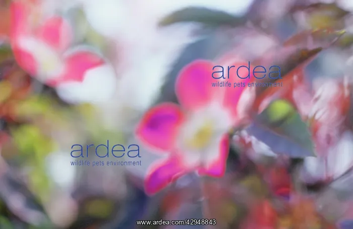 : Rose, Rosa glauca : Rose, Rosa glauca