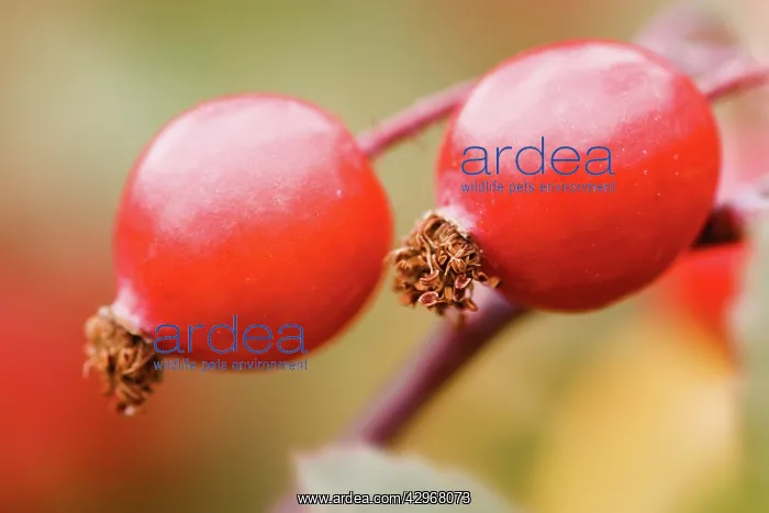 : Rose, Rosa glauca : Rose, Rosa glauca