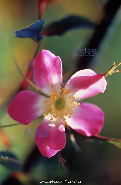 : Rose, Rosa glauca : Rose, Rosa glauca