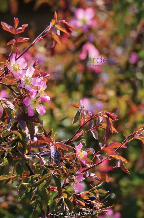: Rose, Rosa glauca : Rose, Rosa glauca