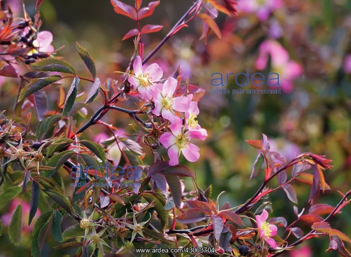 : Rose, Rosa glauca : Rose, Rosa glauca