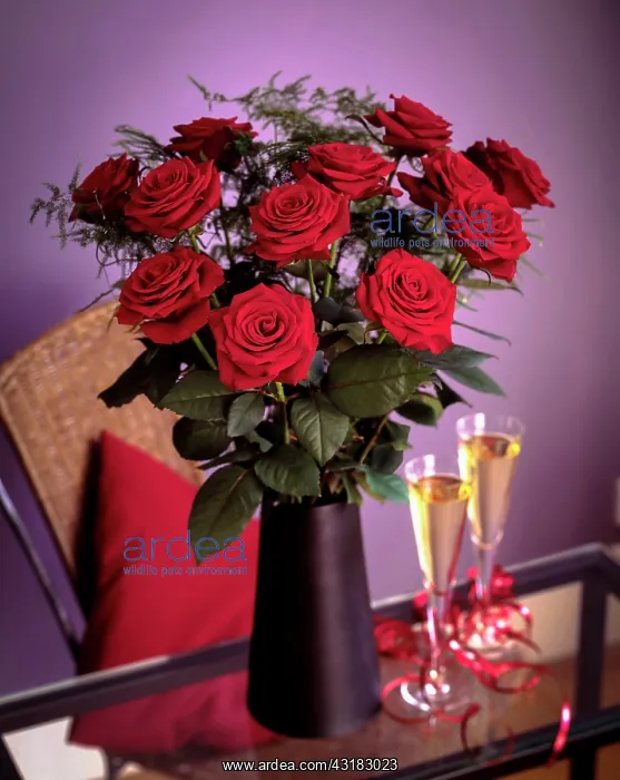 : Rose, Rosa Grand Prix, Classic dozen deep red : Rose, Rosa Grand Prix, Classic dozen deep red