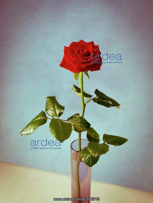 : Rose, Rosa Grand Prix, Single stem red rose with : Rose, Rosa Grand Prix, Single stem red rose with