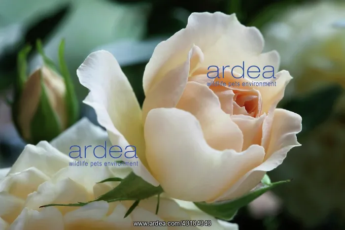 : Rose, Rosa Happy Birthday, Side view of one pale : Rose, Rosa Happy Birthday, Side view of one pale