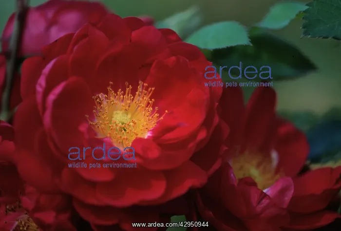 : Rose, Rosa Henry Kelsey : Rose, Rosa Henry Kelsey
