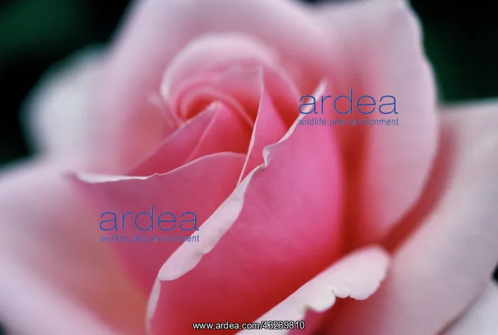 : Rose, Rosa High Hopes : Rose, Rosa High Hopes