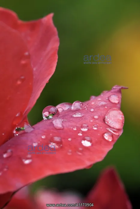 : Rose, Rosa Hot Chocolate, red coloured petals covered with : Rose, Rosa Hot Chocolate, red coloured petals covered with