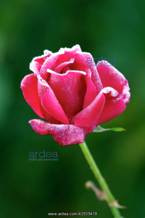 : Rose - Rosa Jacques Cartier - The structure of : Rose - Rosa Jacques Cartier - The structure of