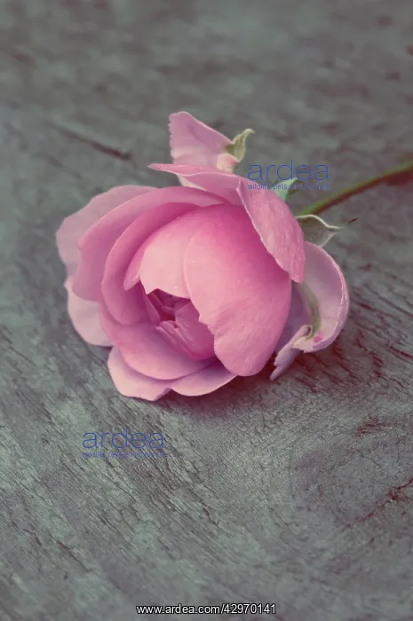 : Rose, Rosa La Reine Victoria : Rose, Rosa La Reine Victoria