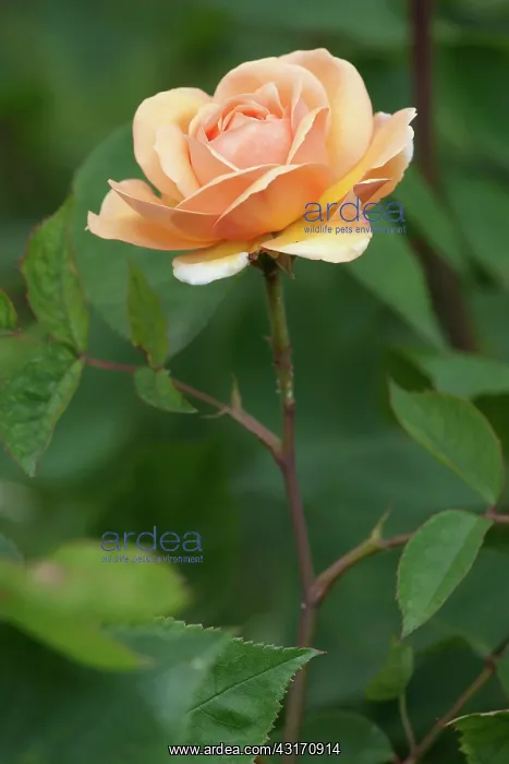  : Rose, Rosa Leander Apricot coloured flower on a long stem