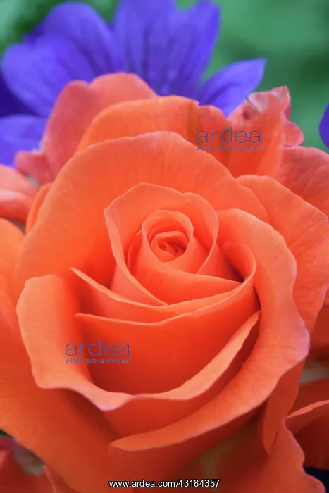 : Rose, Rosa For you with LoveI, Close front view : Rose, Rosa For you with LoveI, Close front view