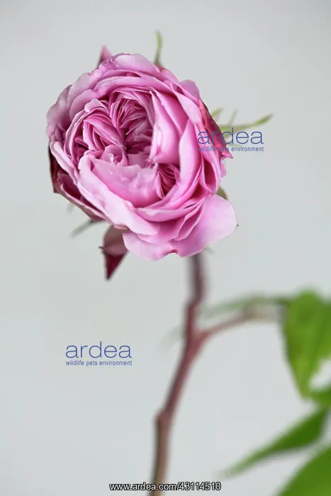: Rose, Rosa MARY ROSE Ausmary, a double flowered : Rose, Rosa MARY ROSE Ausmary, a double flowered