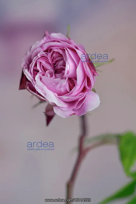 : Rose, Rosa MARY ROSE Ausmary, a double flowered : Rose, Rosa MARY ROSE Ausmary, a double flowered