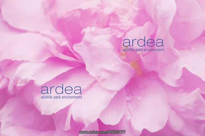 : Rose, Rosa Mayflower : Rose, Rosa Mayflower