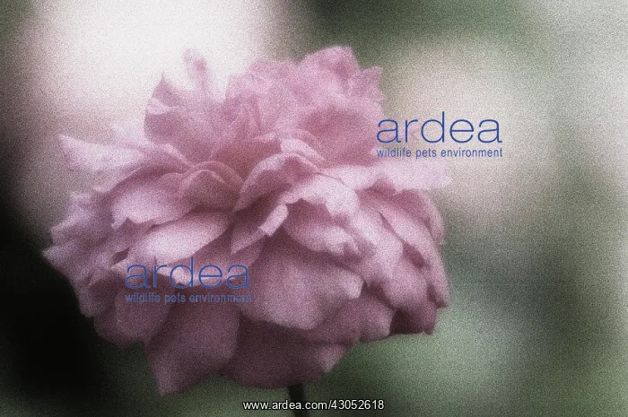 : Rose, Rosa Mayflower : Rose, Rosa Mayflower