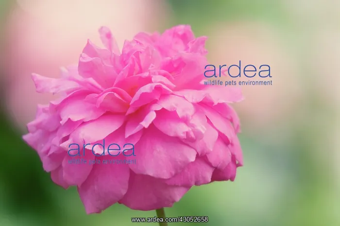 : Rose, Rosa Mayflower : Rose, Rosa Mayflower