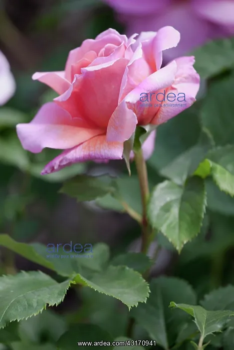 : Rose, Rosa oiWisley 2008i, pink flower viewed from side : Rose, Rosa oiWisley 2008i, pink flower viewed from side