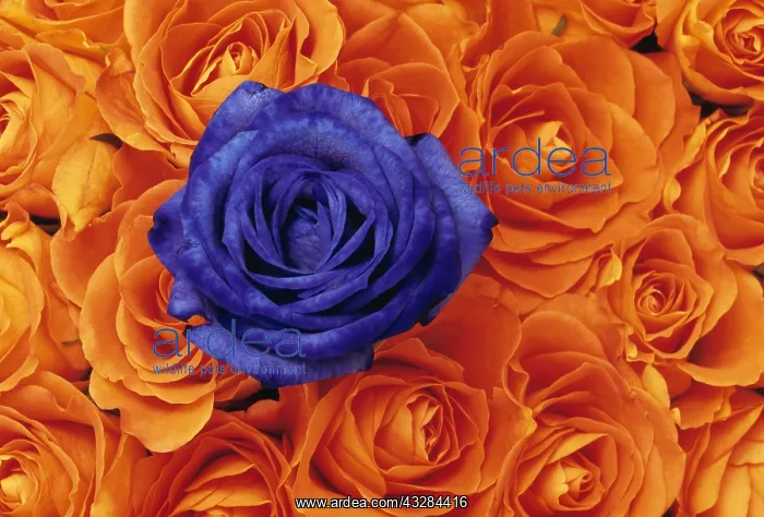 : Rose, Rosa, Orange subject : Rose, Rosa, Orange subject