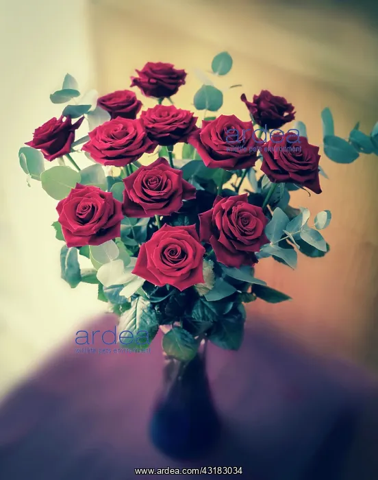 : Rose, Rosa Passion, Classic dozen deep red roses : Rose, Rosa Passion, Classic dozen deep red roses