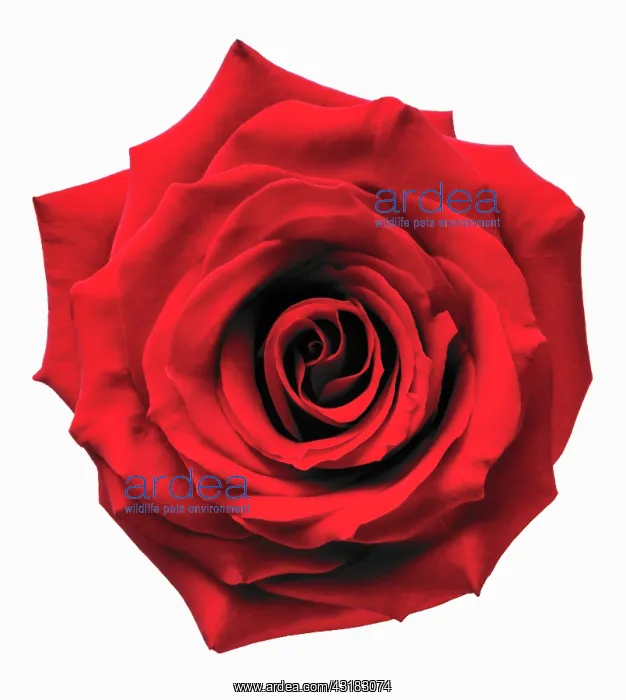 : Rose, Rosa Passion, Close view from overhead of : Rose, Rosa Passion, Close view from overhead of